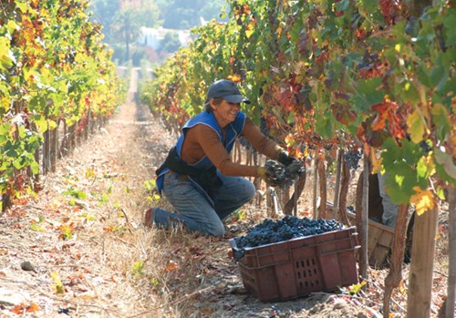 aconcagua vineyards chile thu hoch nho