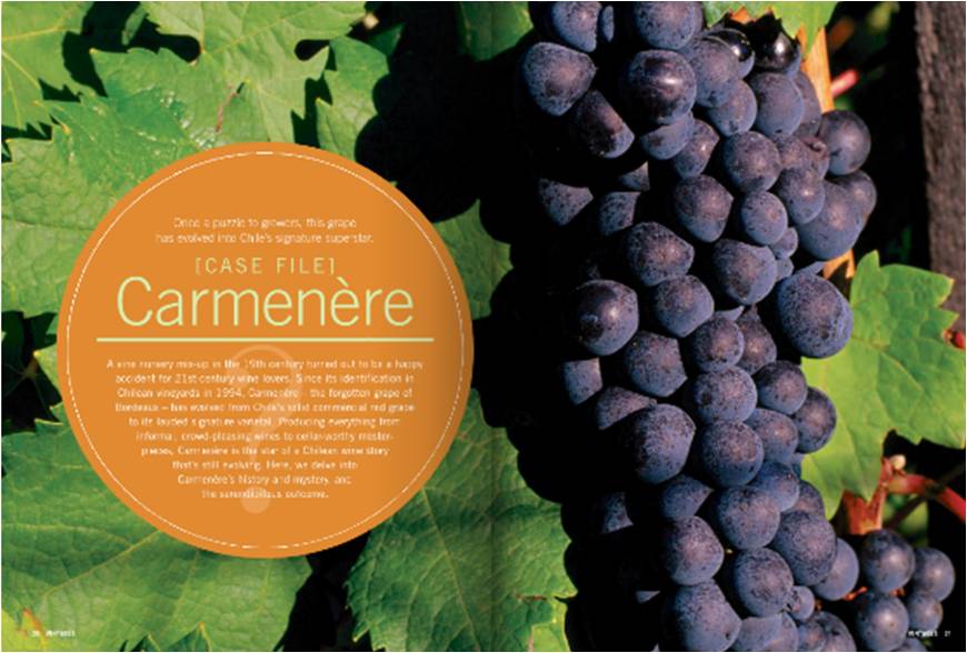 carmenere grapes1 1