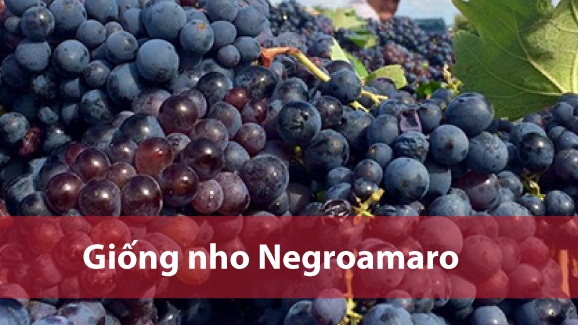 nho y negroamaro puglia 1