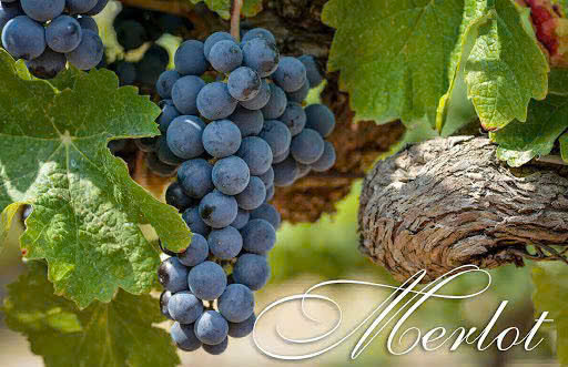 Giong MERLOT NHO