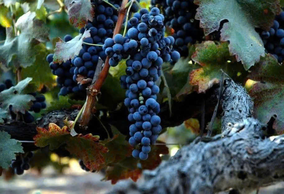 Giong nho Shiraz tai Uc