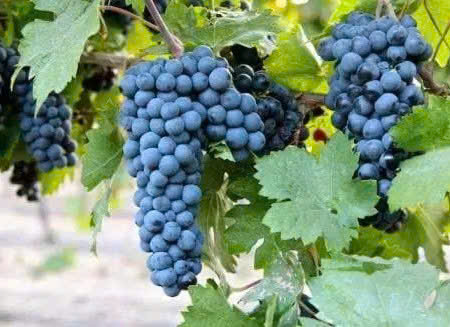 Giong nho Y primitivo