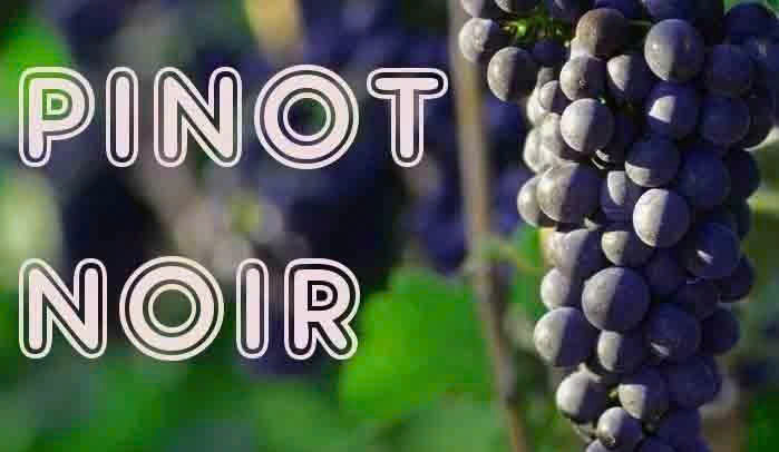 Giong nho do pinot noir Phap