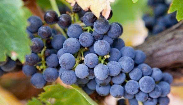 Giong nho shiraz grande Phap