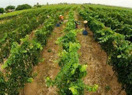 LADOFOODS trong nho theo tieu chuan chau au