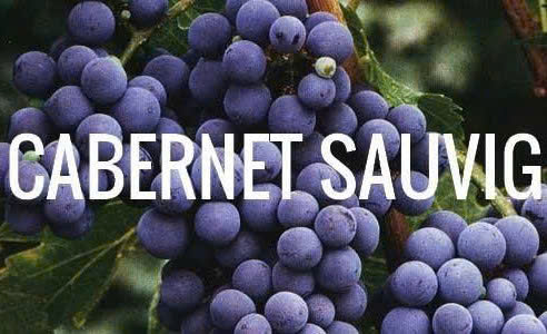 Loai nho cabernet sauvignon do