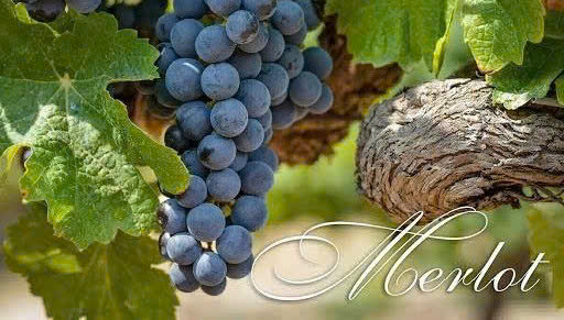 MERLOT NHO Do