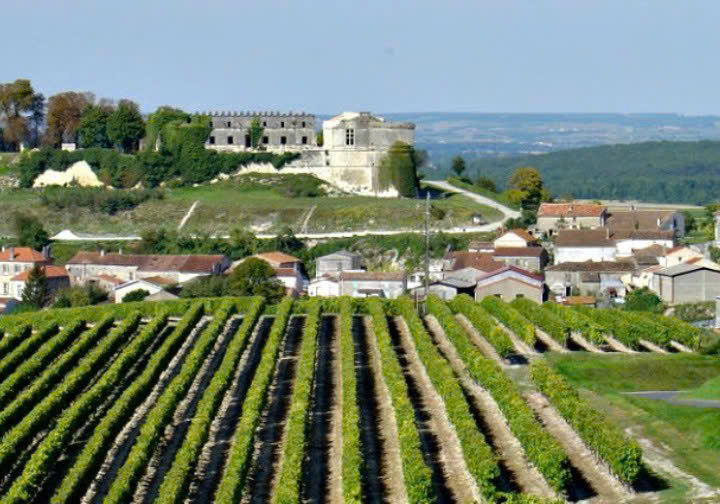 Mot vuon nho o vung Bordeaux