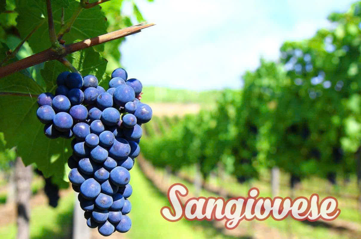 Nho Sangiovese lam vang 1989 750ml 14 do