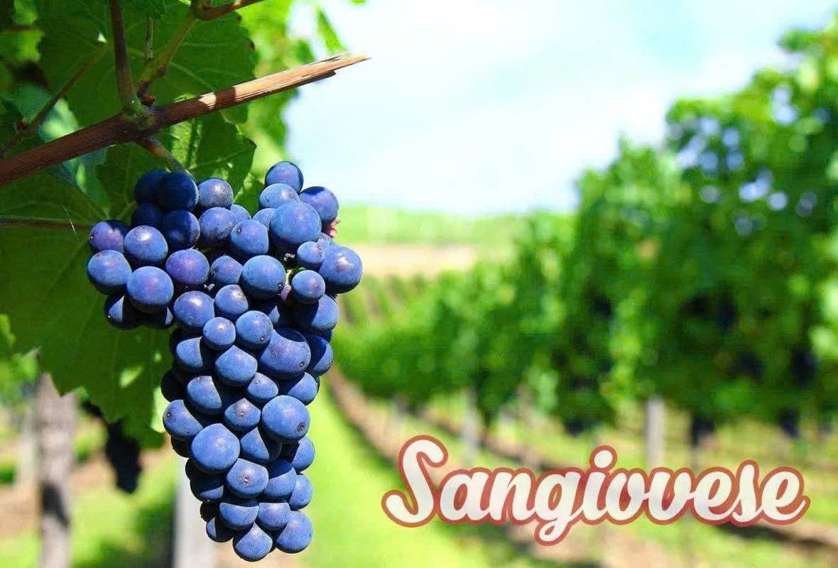 Nho Sangiovese lam vang Y 1989