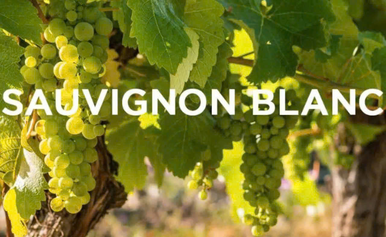 Nho Sauvignon Blanc lam casa palmera trang