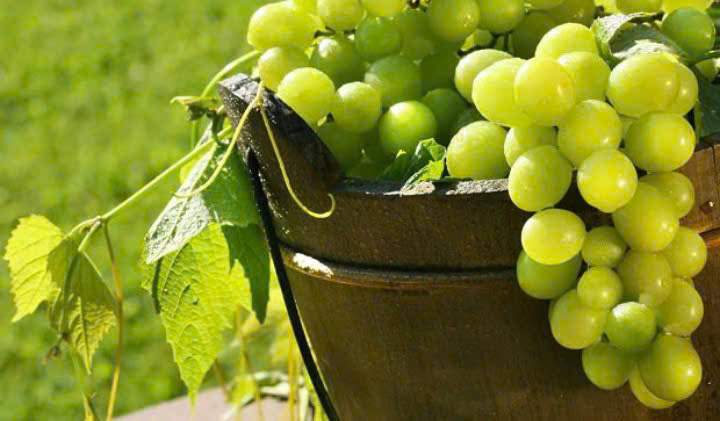 Nho Sauvignon Blanc lam vang G7 Trang