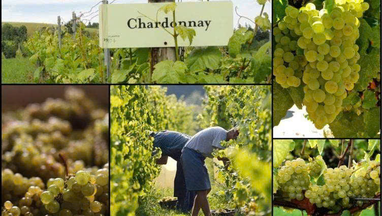 Nho Chardonnay Phap