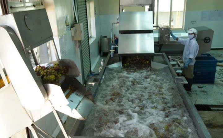 Vat nũc nho lam Chateau Lande Bertin Trang