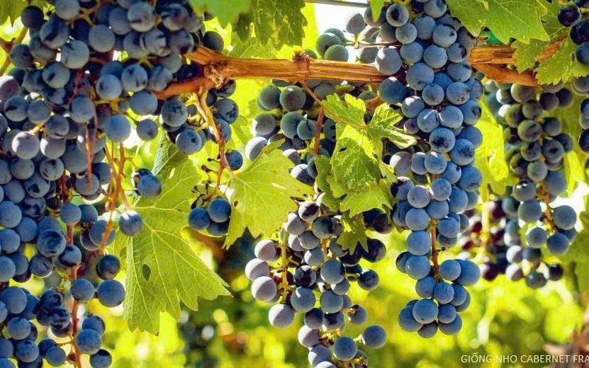 cabernet franc GIong NHO Phap