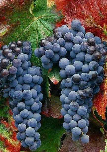 cabernet sauvignon tai chile