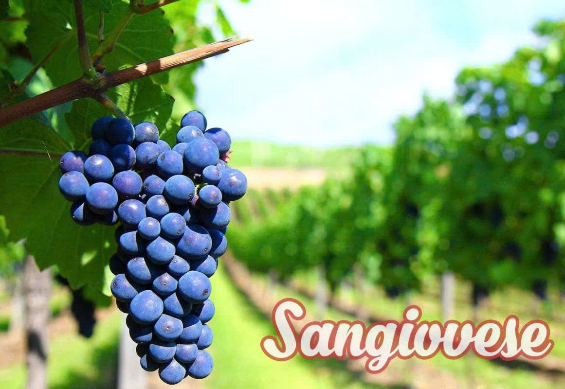 giong nho Sangiovese lam vang Y 1989