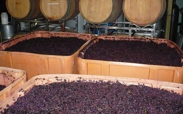 len men nuoc nho vang y