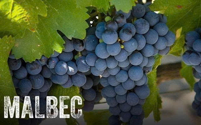 malbec Giong NHO cua PHAP