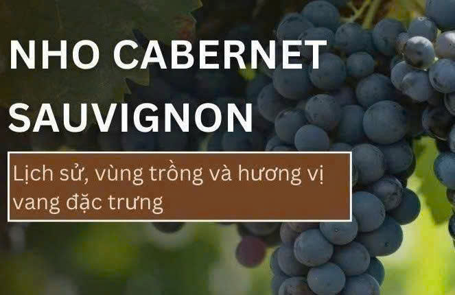 nho cabernet sauvignon lam casa Palmera Grand reserva