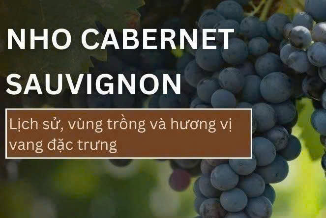 nho cabernet sauvignon lam casa Palmera do CS