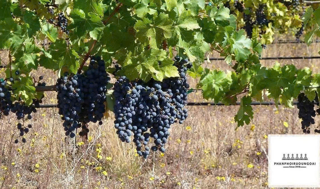 nho cabernet sauvignon lam vang San Marino 750ml