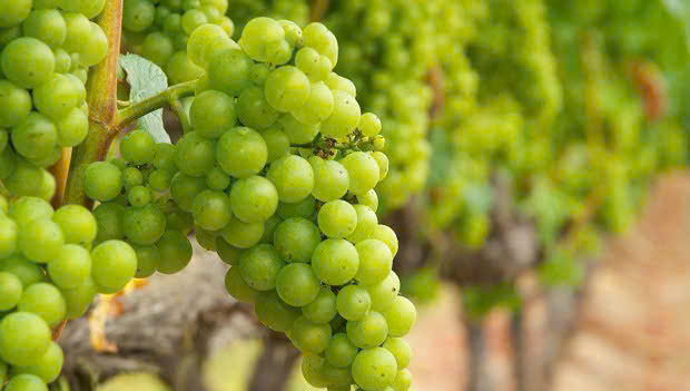 nho chardonnay lam ruou vang special trang 750ml
