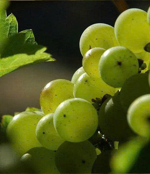 sauvignon blanc giong nho lam nen vang trang chile tuoi mat