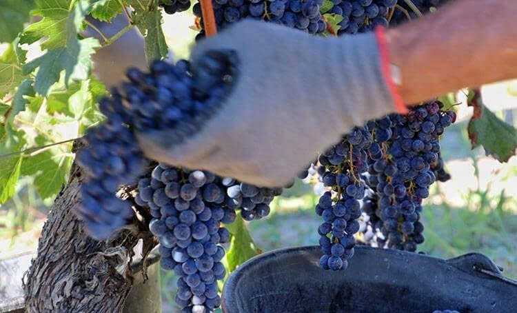 thu hoach nho do tai phap