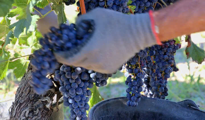 thu hoach nho nho lam vang Bordeaux