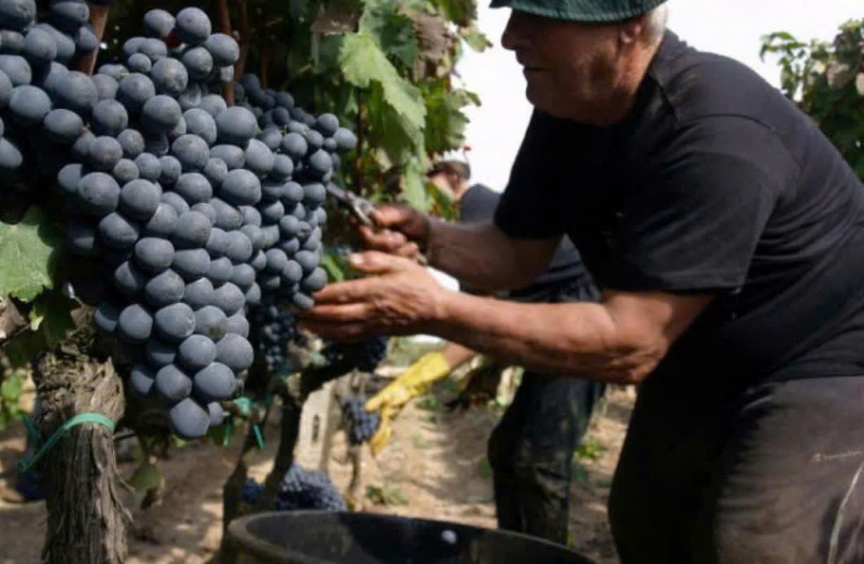 thu hoạch nho lam vang hoang de