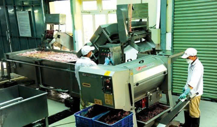 vat nuoc nho lam vang da lat Export