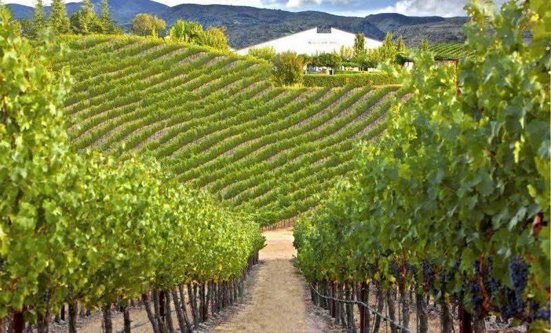 vuon nho dep nhat Bordeaux nuoc Phap