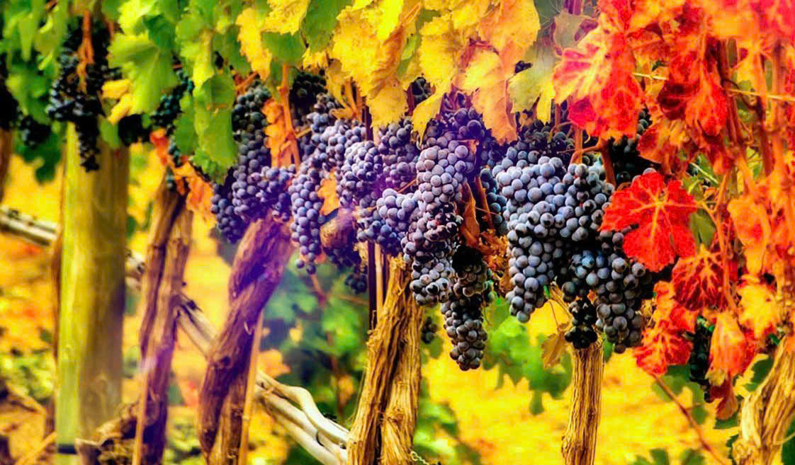 vuon nho syrah day anh sang tai Uc
